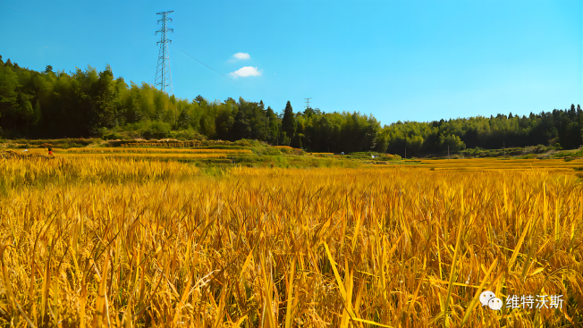秋收地磅，稱糧食專用地磅怎么選？如何排查地磅故障